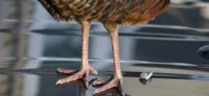 How To Stop Birds From Pooping On My Car