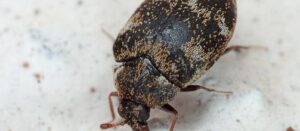 carpet beetles in car