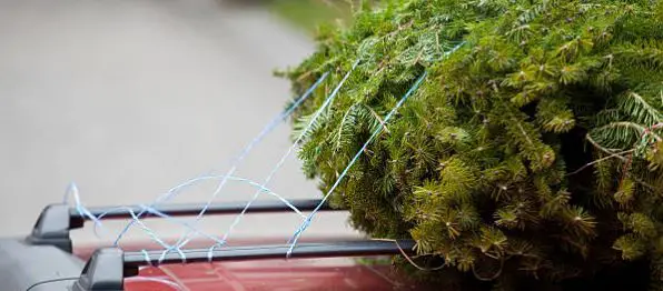 How To Tie A Christmas Tree To Your Car