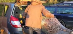 how to tie a christmas tree to your car